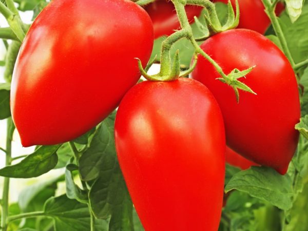 Kenmerken van de tomatensoort Petrusha Ogorodnik