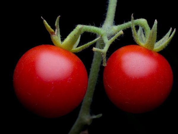 Kenmerken van de tomatenvariëteit Pink Bush