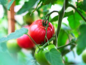 Kenmerken van de roze Mani-tomatensoort 1