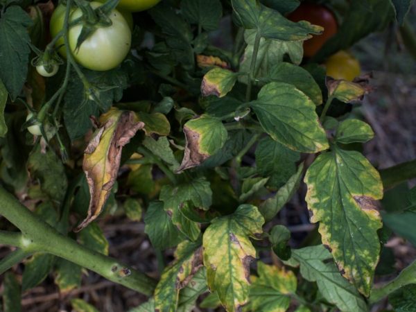 Oorzaken van ziekten van tomatenzaailingen