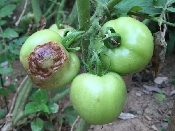 Orsaker till ruttnande tomater
