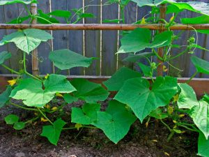 Causes of poor growth of cucumbers in the greenhouse