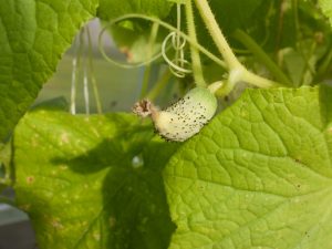 Orsaker till fall och gulning av gurka äggstockar i ett växthus