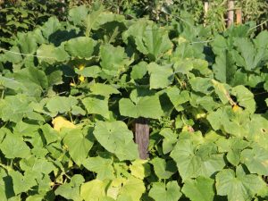 Orsaker till uppkomsten av gula löv på gurkor