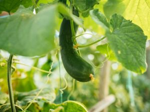 Causes of the irregular shape of cucumbers
