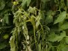 Τα φύλλα δενδρυλλίων ντομάτας μαραίνονται: αιτίες και λύσεις στο πρόβλημα