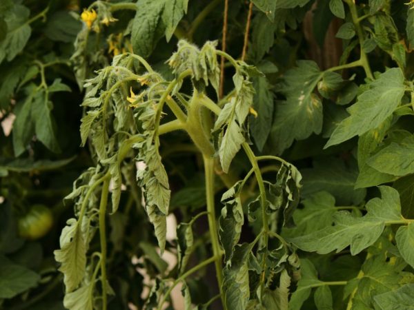 Bladeren van tomatenzaailingen verwelken: oorzaken en oplossingen voor het probleem