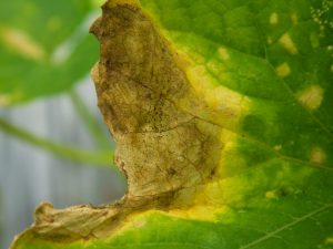 Orsaker till gulfärgning av gurkor i växthuset