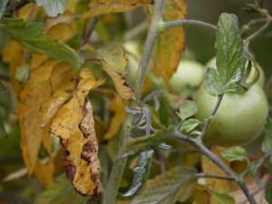 Τα φύλλα των σποροφύτων ντομάτας κιτρινίζουν
