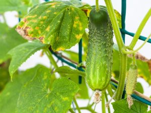 Bestrijding van vergeelde bladeren in komkommers