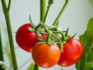 Kenmerken van een tomatenras Gift