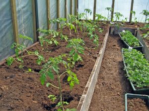 Regler för matning av tomater i ett växthus