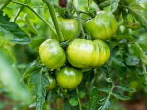 Topdressing van tomaten tijdens vruchtzetting