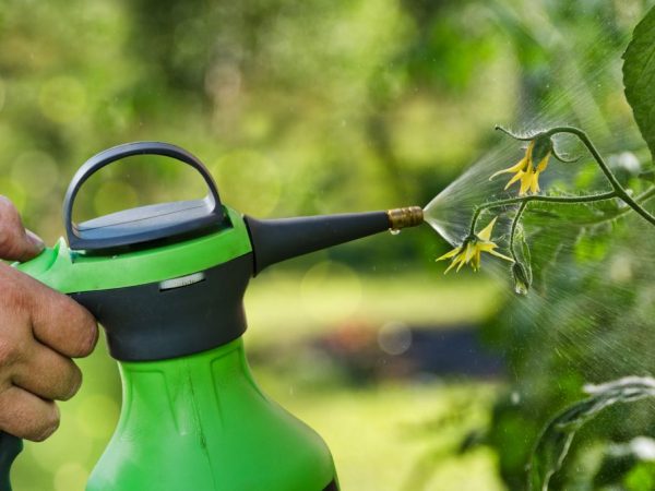 Pulverizarea cu salpeter are un efect benefic asupra creșterii plantelor