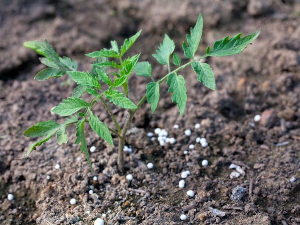 Gödsel kan appliceras på brunnarna före plantering