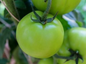 Aderezo superior de tomates durante la fructificación.