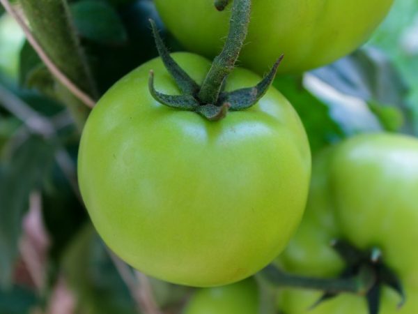 Topdressing van tomaten tijdens vruchtzetting
