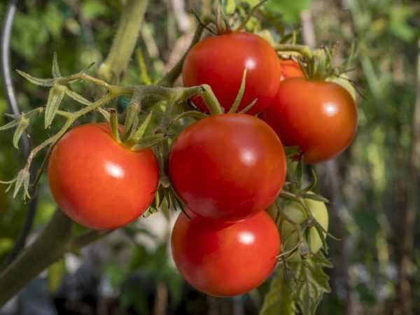 Beschrijving van de variëteit aan tomaten Polbig