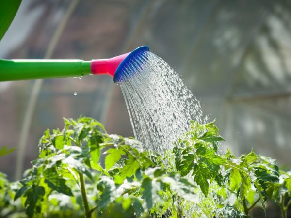 Řešení sodou zvyšuje produktivitu rostlin