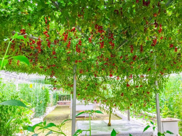 Gödselmedel hjälper till att öka utbytet av tomat