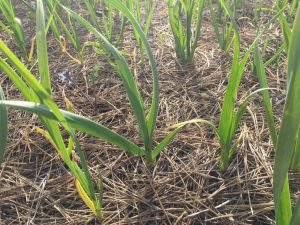 Pěstování a výsadba česneku