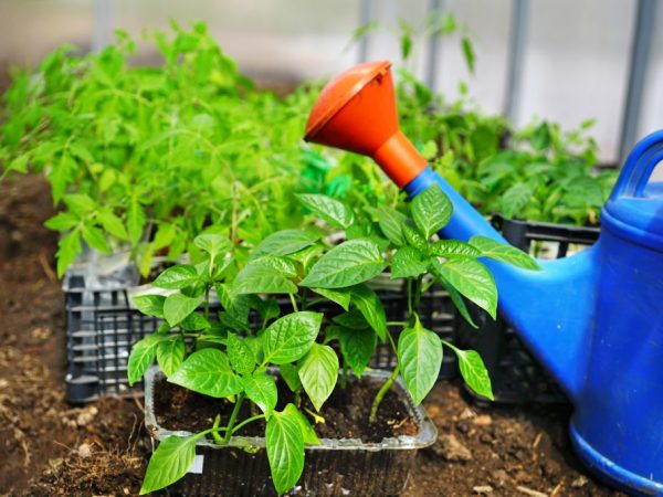 Regeln für das Pflanzen von Paprika und Tomaten im selben Gewächshaus