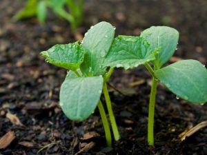 Planteringsregler för gurkor 2018