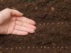 Regeln für das Pflanzen von Tomaten mit Samen auf offenem Boden