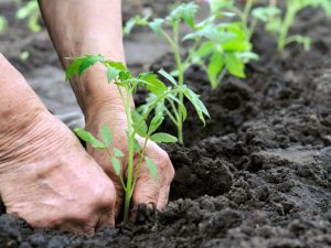 Pravidla střídání plodin na zahradě