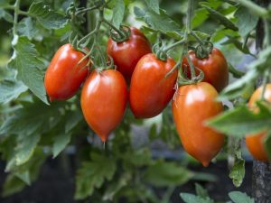 Descripción de los tomates prima donna