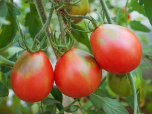 Tomatenras Puzata Hata