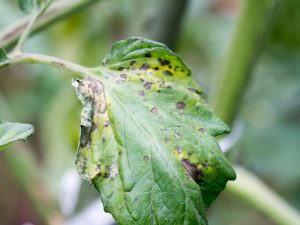 Κηλίδες στα φυτά τομάτας και πώς να τα θεραπεύσετε