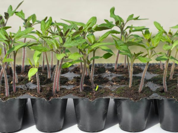 Plantar y cultivar plántulas de tomate.