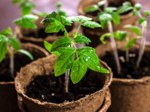Η έλλειψη φωσφόρου επηρεάζει αρνητικά τα φυτά