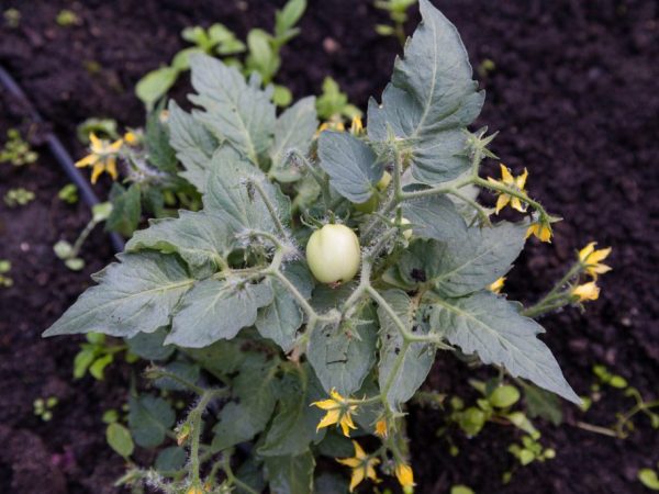 Orsaker till lila tomatplantor