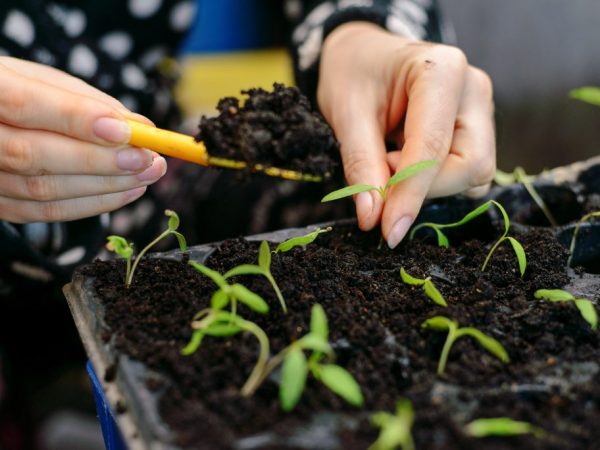 Du kan förbereda jorden för plantering själv