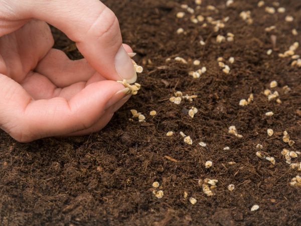 Las semillas deben germinarse antes de plantar.