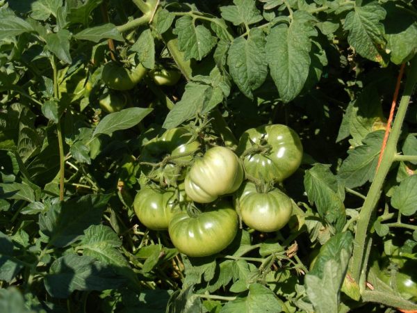 Caractéristiques de la variété de tomate Rio Grande