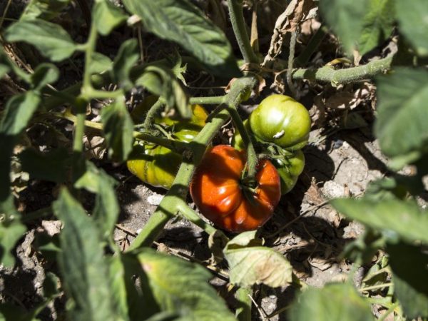 Tomatfrukter behåller sin färskhet under lång tid