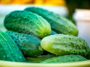 Features and description of the variety of cucumbers Rodnichok