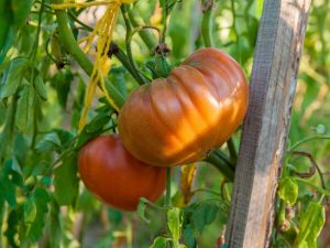 Beskrivning av tomatrosa honung