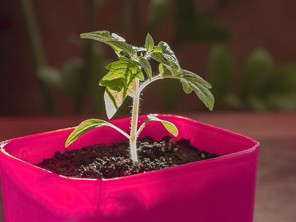 Tomater kan odlas i olika behållare