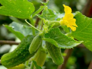 Odrůdy samoopylených okurek pro skleníky a pole