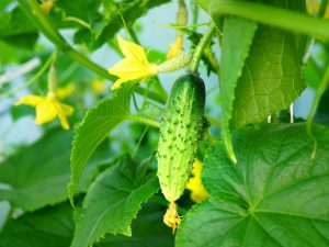 The best self-pollinated cucumber varieties