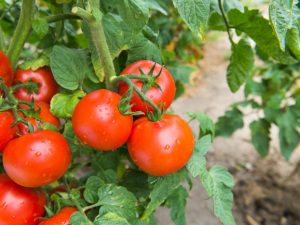 Kenmerken en beschrijving van de tomatensoort Sanka