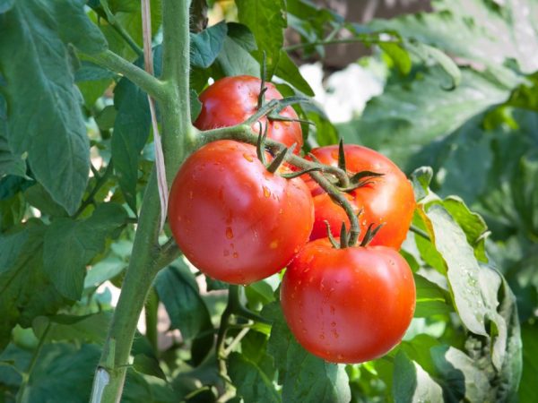 El tomate es resistente a diversas enfermedades.