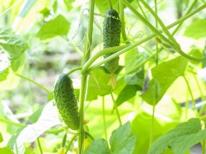 Beschrijving van de Saraceense komkommersoort