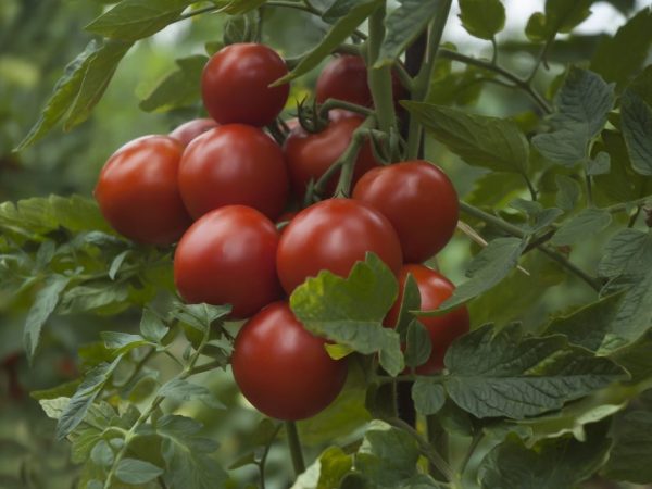 De meest voorkomende Sedek-tomaten
