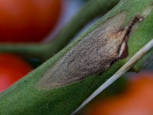 Förebyggande och behandling av grårutt på tomater