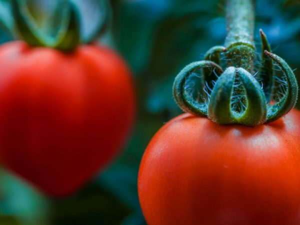 Características de la variedad de tomate Sevryuga